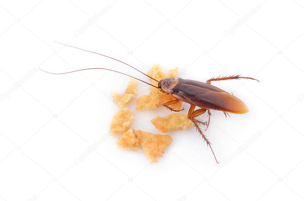 Cockroach eating cornflakes on white background