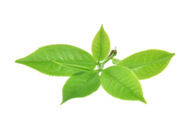 Beyaz arkaplanda yeşil çay yaprağı izole