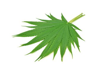 Esrar yaprak, beyaz arka plan üzerinde izole marihuana yaprağı