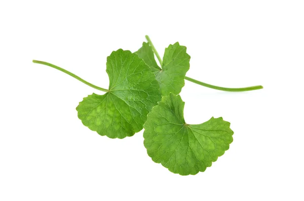 Centella Asiatica Sobre Fundo Branco — Fotografia de Stock