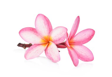 Beyaz arka plan üzerinde izole tropikal çiçek frangipani (plumeria)