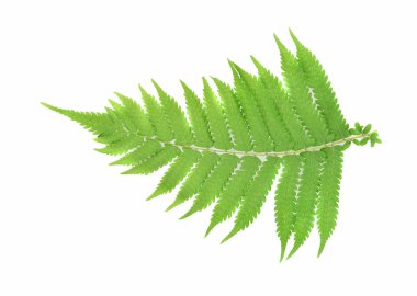 Fern üstten görünüm beyaz arka plan üzerinde