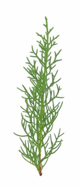 Beyaz arkaplanda izole edilmiş noel ağacı