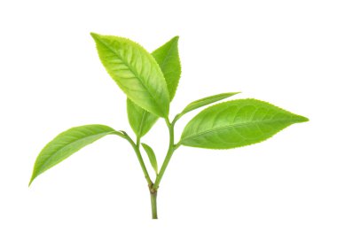 Beyaz arkaplanda yeşil çay yaprağı