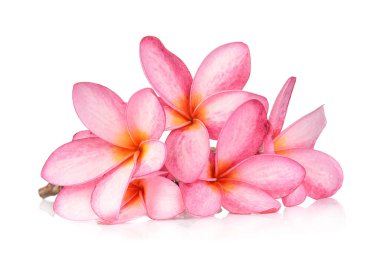 Beyaz arkaplanda izole Frangipani çiçeği