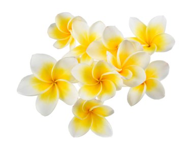 Beyaz arkaplanda izole Frangipani çiçeği