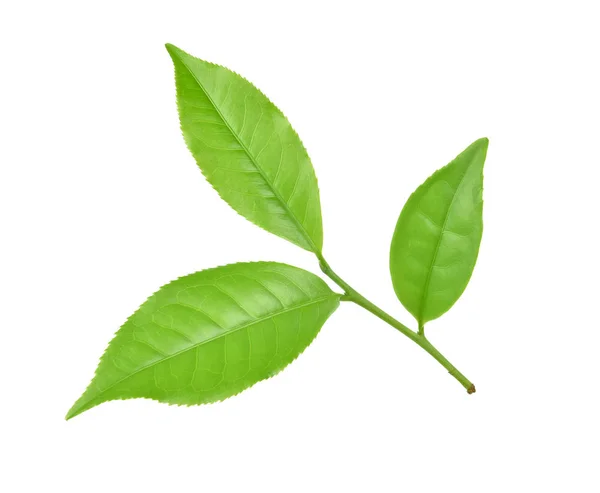 Zielony Liść Herbaty Białym Tle — Zdjęcie stockowe
