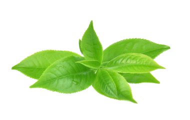 Beyaz arkaplanda yeşil çay yaprağı