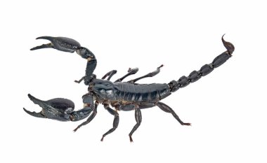 Akrep beyaz zemin üzerine