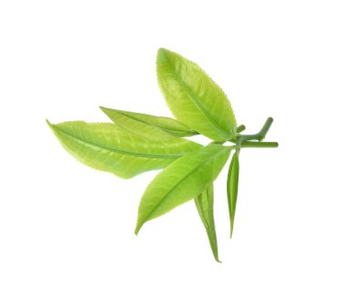 Beyaz arkaplanda yeşil çay yaprağı