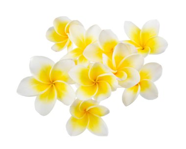 Beyaz arkaplanda Frangipani çiçeği