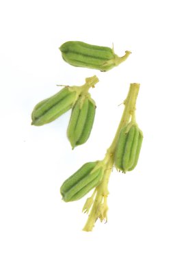 Beyaz Susam beyaz arka plan üzerinde izole üstten görünüm.