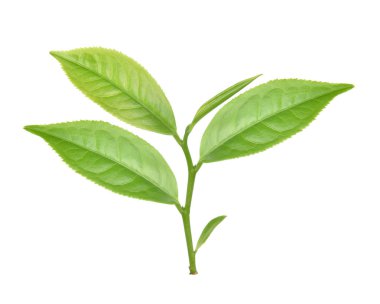Beyaz arkaplanda yeşil çay yaprağı izole
