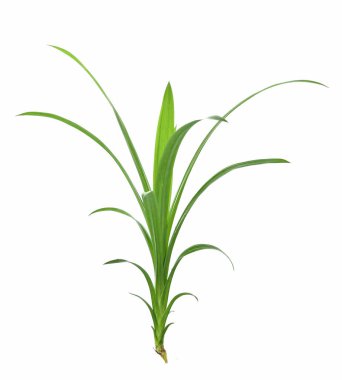 Beyaz arka plan üzerinde izole pandan yaprakları