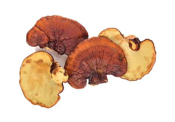 Draufsicht Auf Ganoderma Lucidum Isoliert Auf Weißem Hintergrund — Stockfoto