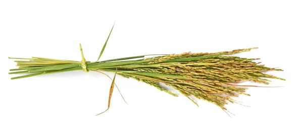 Espiga Arroz Sobre Fondo Blanco — Foto de Stock