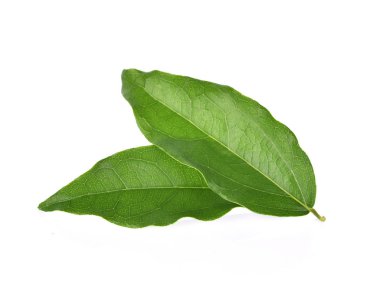  Beyaz arka plan üzerinde izole Yanang yaprak 