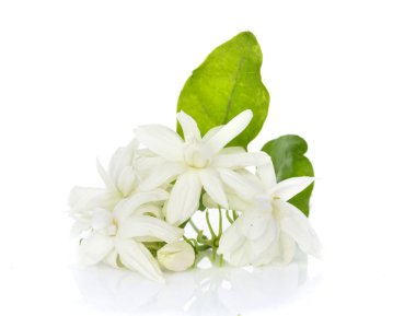 Yasemin beyaz arkaplanda izole edildi