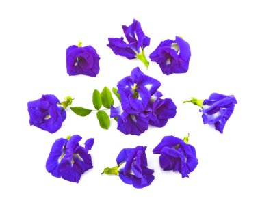 Üstten görünüm dizi Clitoria ternatea veya beyaz arka plan üzerinde izole Aparajita çiçek 