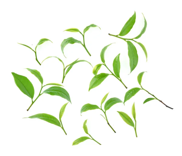 Widok Góry Zestaw Zielona Herbata Liść Białym Tle — Zdjęcie stockowe
