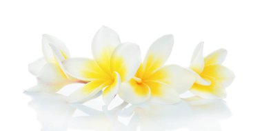 Beyaz arkaplanda Frangipani çiçeği