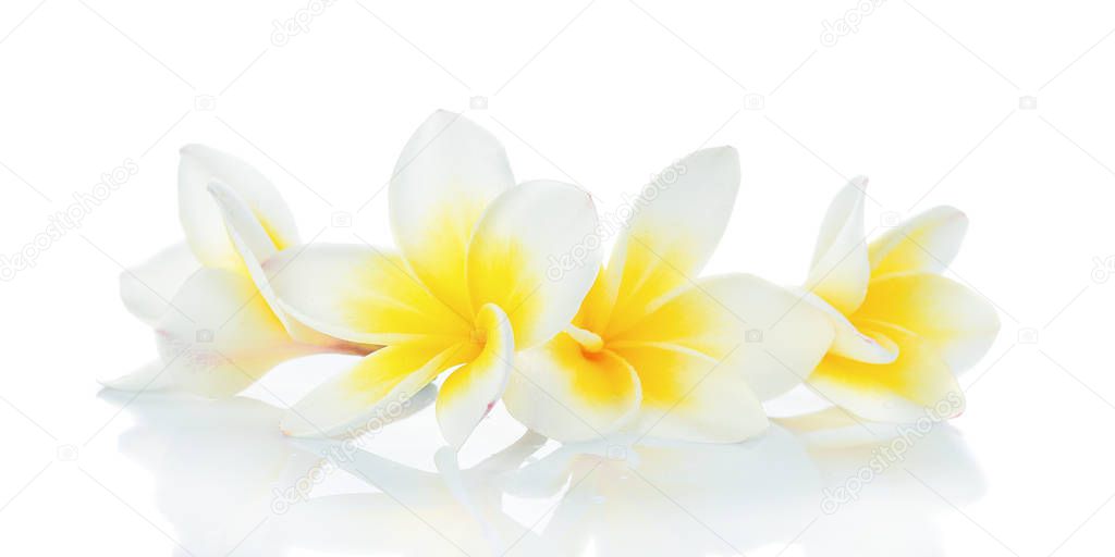 Frangipani flower on white background