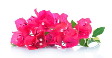 Beyaz arkaplanda izole edilmiş pembe bougainvillea