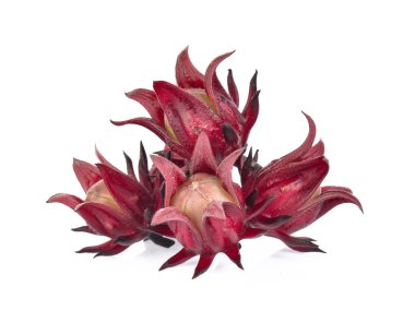 Beyaz arka plan üzerinde Roselle ebegümeci