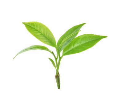 Beyaz arkaplanda yeşil çay yaprağı