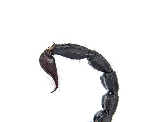 Scorpion Van Een Witte Achtergrond — Stockfoto