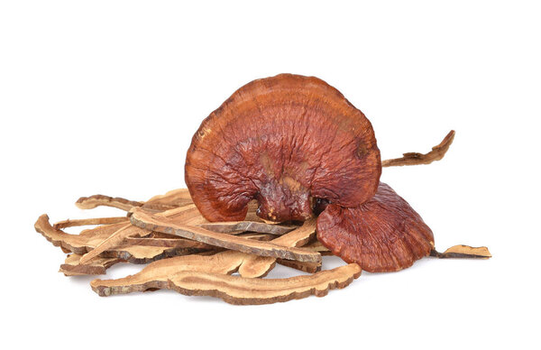 Ganoderma lucidum isolated on the white background.