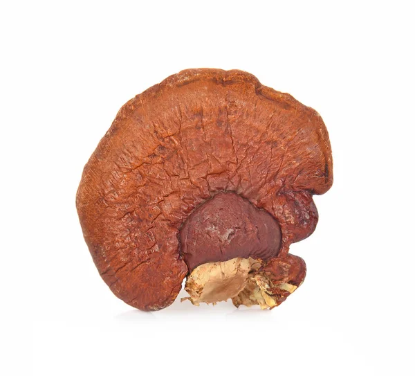 Ganoderma Lucidum Elszigetelt Fehér Alapon — Stock Fotó