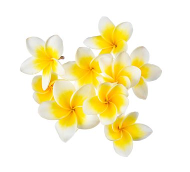 Beyaz arkaplanda Frangipani çiçeği