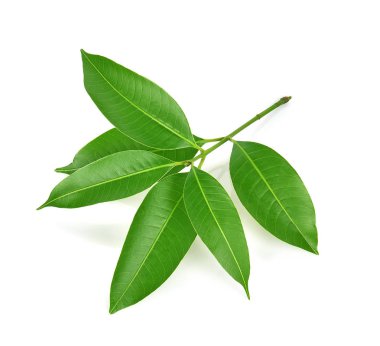 Beyaz bir arka plan yapraklarda yeşil Marian Plum.