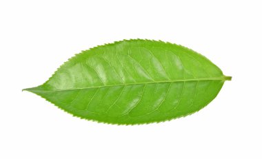 Beyaz arkaplanda yeşil çay yaprağı izole