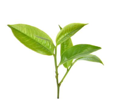 Beyaz arkaplanda yeşil çay yaprağı izole