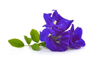 Clitoria ternatea veya beyaz kağıt üzerinde izole Aparajita çiçek