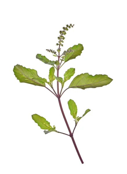 Basil leaves isolated on white background. — Stock Photo, Image