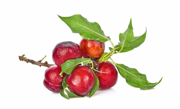 Prune cerise rouge aux feuilles vertes isolées sur fond blanc — Photo