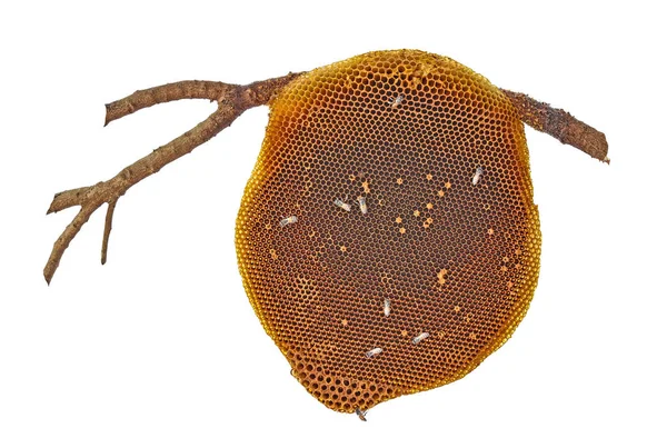 Κηρήθρα με μέλισσες που απομονώνονται σε whtie φόντο — Φωτογραφία Αρχείου