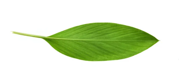 Куркума листья изолированы на белом фоне — стоковое фото