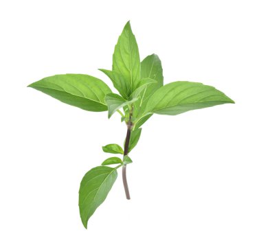 Fesleğen yaprakları beyaz arkaplanda izole.