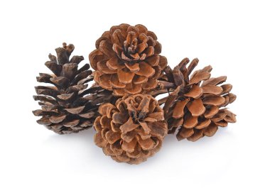 Beyaz arka planda izole edilmiş çeşitli kozalaklı ağaçlar.