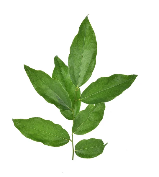 Yanang 잎 백색 배경에 고립의 상위 뷰 — 스톡 사진