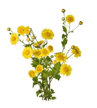 Beyaz bir arka plan üzerinde izole krizantem