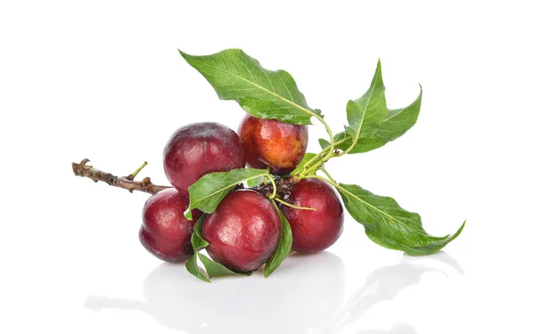 Prune cerise rouge aux feuilles vertes isolées sur fond blanc — Photo