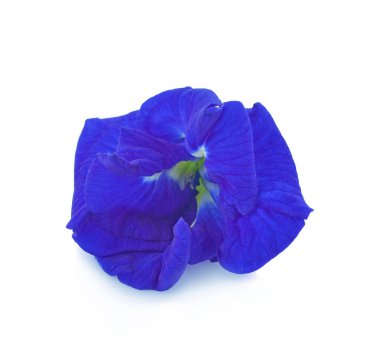 Beyaz arkaplanda izole edilmiş klitoria ternatea ya da Aparajita çiçeği