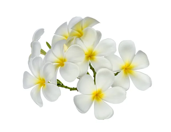 На белом заднем плане изолированы французские цветы (plumeria) — стоковое фото