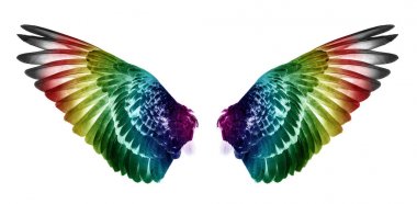 Yayılan beyaz arka plan üzerinde pinyon