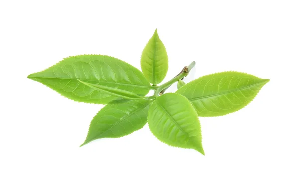 흰 배경에 분리 된 녹차 잎 — 스톡 사진